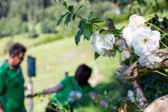 obihansl-archepark-spazieren-pflanzenwelt-weisse-rosen